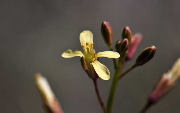 Brassica tournefortii, Asian Mustard, Southwest Desert Flora